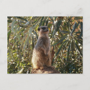 Postal Sentinel Vigilante: Meerkat Sobre El Exuberante Fo