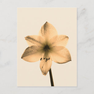 Postal sepia amaryllis