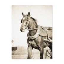 Sepia Amish Caballo Y Buggy