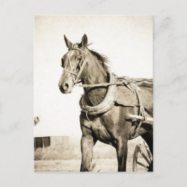 Postal Sepia Amish Caballo Y Buggy