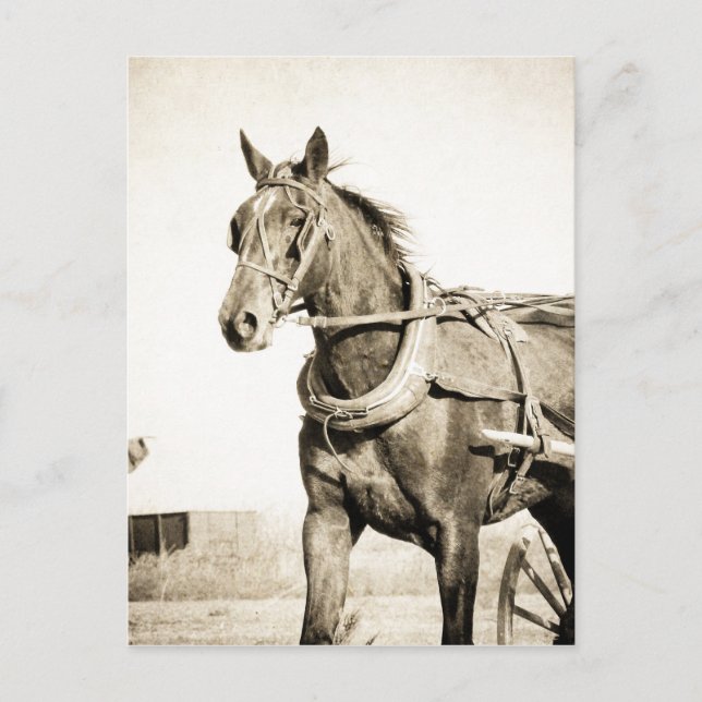 Postal Sepia Amish Caballo Y Buggy (Anverso)