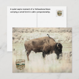 Postal Sepia Bisonte de Yellowstone con Pájaro