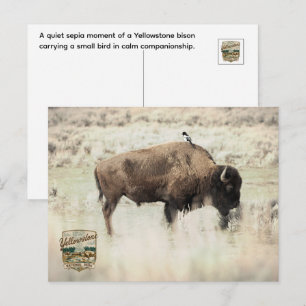 Postal Sepia Bisonte de Yellowstone con Pájaro