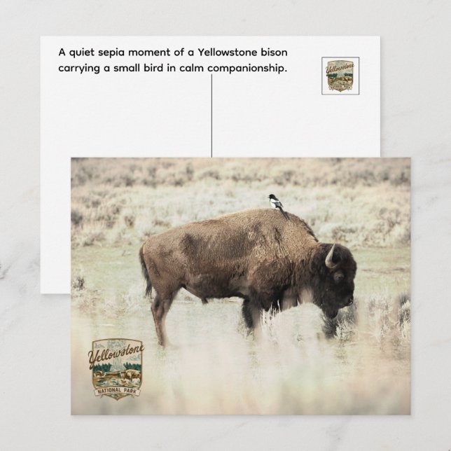 Postal Sepia Bisonte de Yellowstone con Pájaro (Anverso / Reverso)