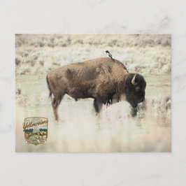 Postal Sepia Bisonte de Yellowstone con Pájaro