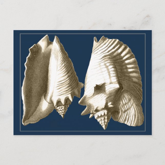 Postal Sepia Conch Seasheles (Anverso)