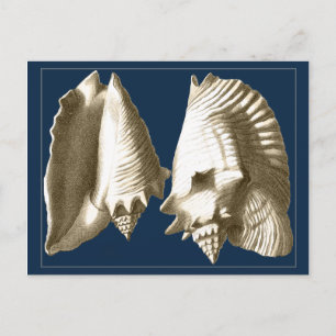 Postal Sepia Conch Seasheles