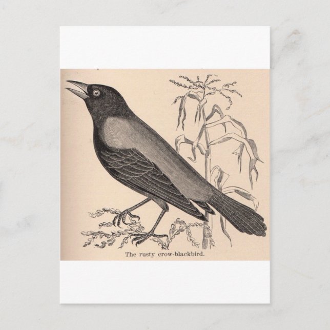Postal Sepia Crow (Anverso)