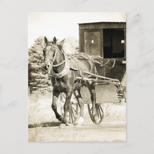 Postal Sepia de caballo y buggy (Anverso)