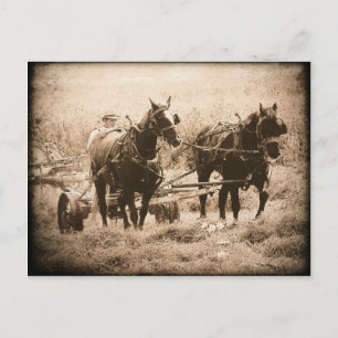 Postal Sepia de Caballos Amish en Trabajo