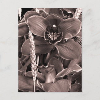 Postal Sepia Orchids Y Spikes Postcard
