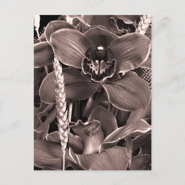 Postal Sepia Orchids Y Spikes Postcard (Anverso)
