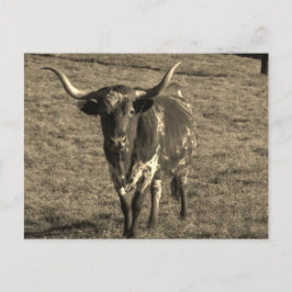 Postal Sepia Tone Brown y White Longhorn Bull