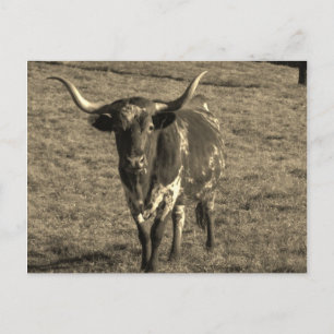 Postal Sepia Tone Brown y White Longhorn Bull