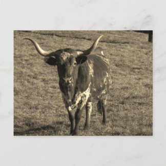 Postal Sepia Tone Brown y White Longhorn Bull
