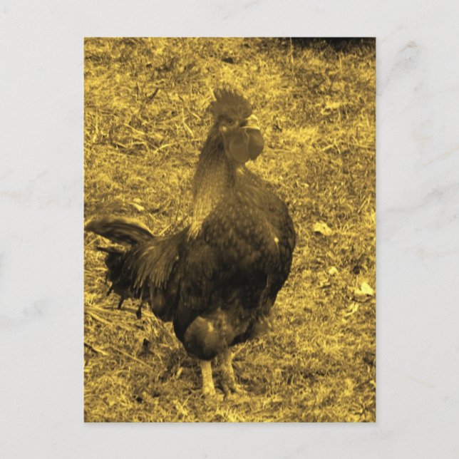 Postal Sepia Tone Crowing Rooster (Anverso)