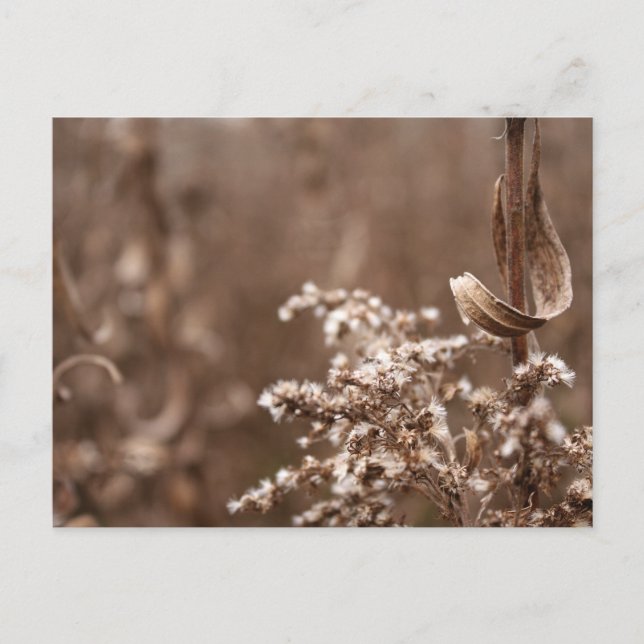 Postal Sepia Tones (Anverso)