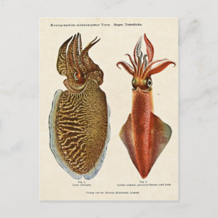 Postal Sepia und Octopus de 1913