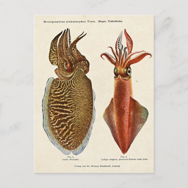 Postal Sepia und Octopus de 1913 (Anverso)