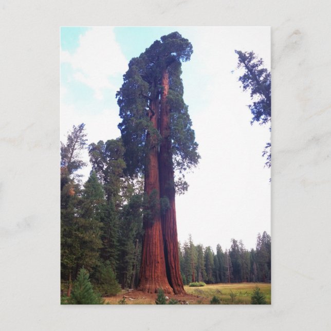 Postal Sequoia (Anverso)