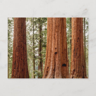 Postal Sequoia gigante Panorama