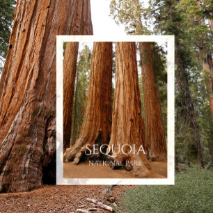 Postal Sequoia gigante, Parque Nacional Sequoia, Californ