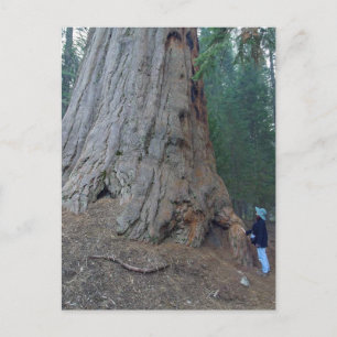 Postal Sequoias Trees Giants