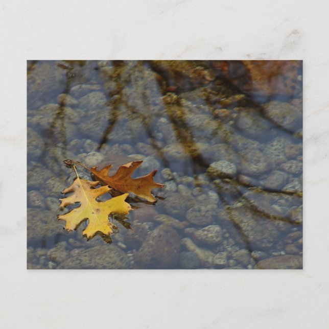 Postal Sequuia (Anverso)