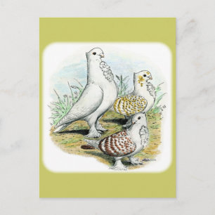 Postal Seraphim Pigeons