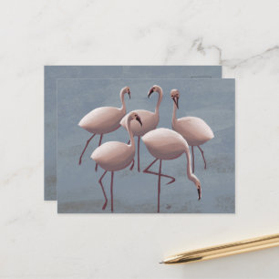 Postal Serengeti Pink Flamingos   Vida salvaje Safari
