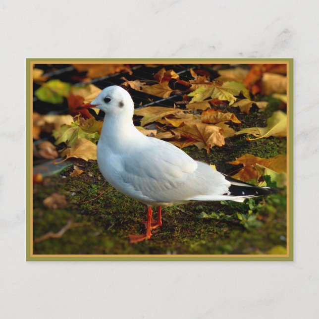 Postal Serenidad (Anverso)