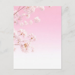 Postal Serenidad de primavera de flor de cerezo rosa