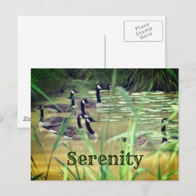 Postal Serenidad Gansos de Canadá Inspirador   (Anverso / Reverso)