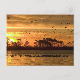Postal Serenity Golden Twilight - Chincoteague