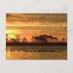 Postal Serenity Golden Twilight - Chincoteague