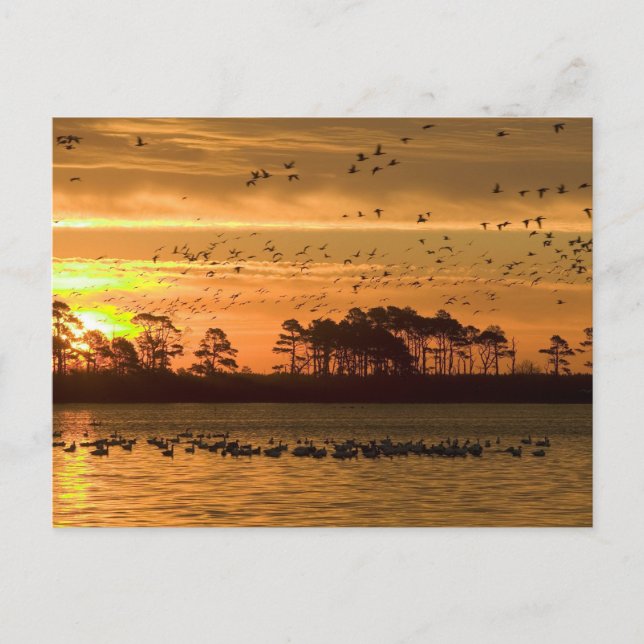 Postal Serenity Golden Twilight - Chincoteague (Anverso)
