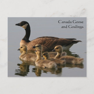 Postal Serie de animales silvestres de ganso y gallo de C