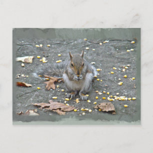 Postal Serie de ardillas grises