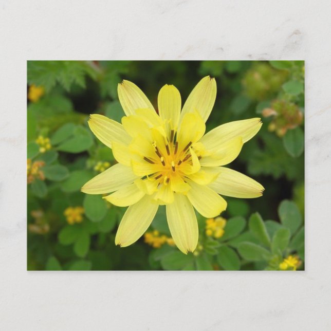 Postal Serie de flores 2007 (Anverso)