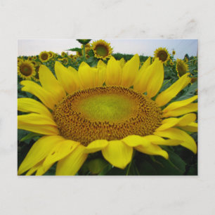 Postal Serie de girasoles de verano