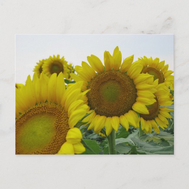 Postal Serie de girasoles de verano (Anverso)