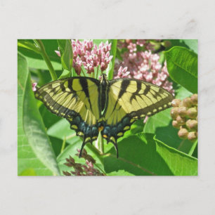 Postal Serie de mariposa de cola Swallowtail de tigre ori