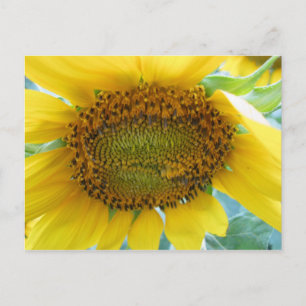 Postal Serie de verano de girasol