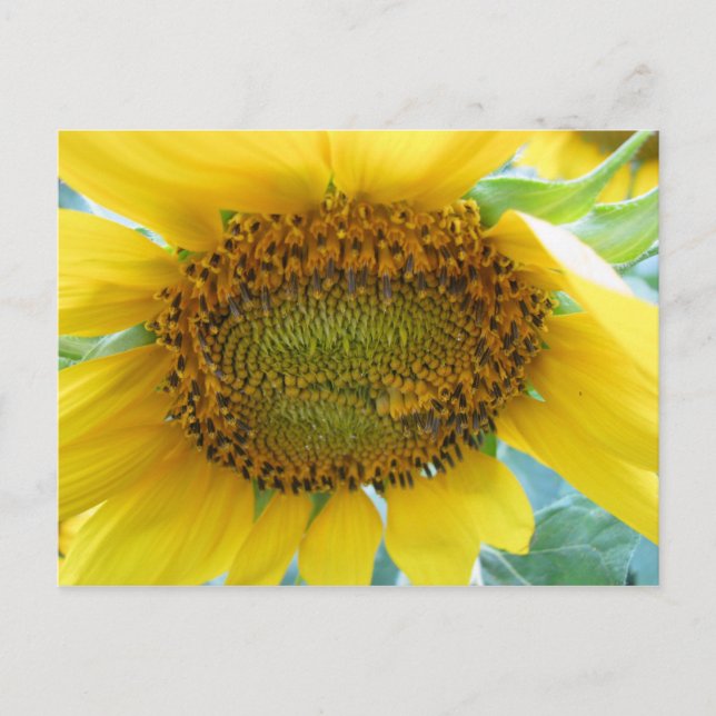 Postal Serie de verano de girasol (Anverso)