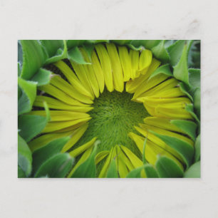 Postal Serie de verano de girasol