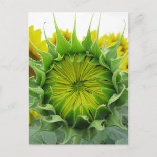 Postal Serie de verano de girasol