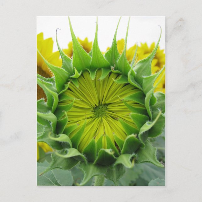 Postal Serie de verano de girasol (Anverso)