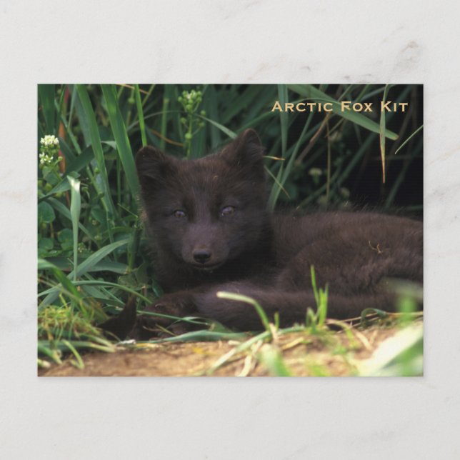 Postal Serie de vida silvestre de Arctic Fox Kit # 19 (Anverso)