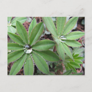 Postal Serie Dew de la Mañana