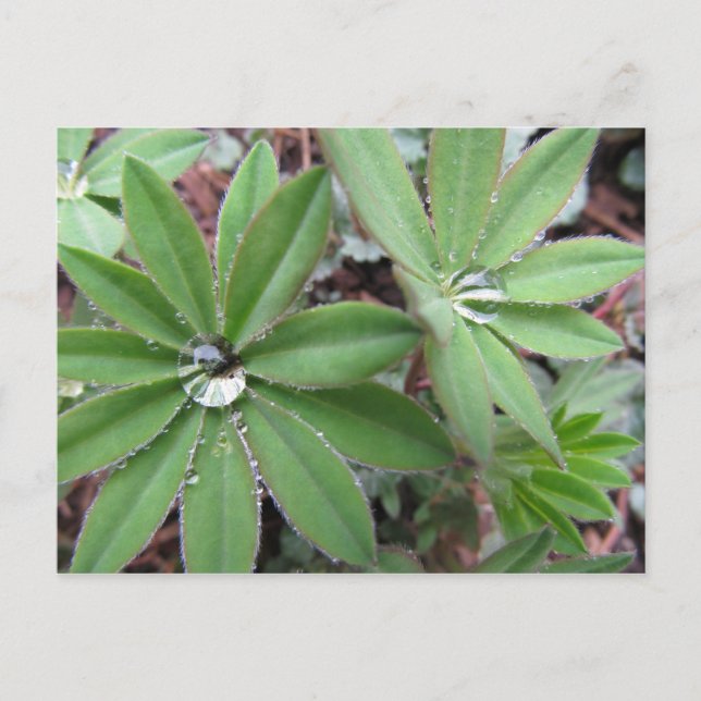 Postal Serie Dew de la Mañana (Anverso)